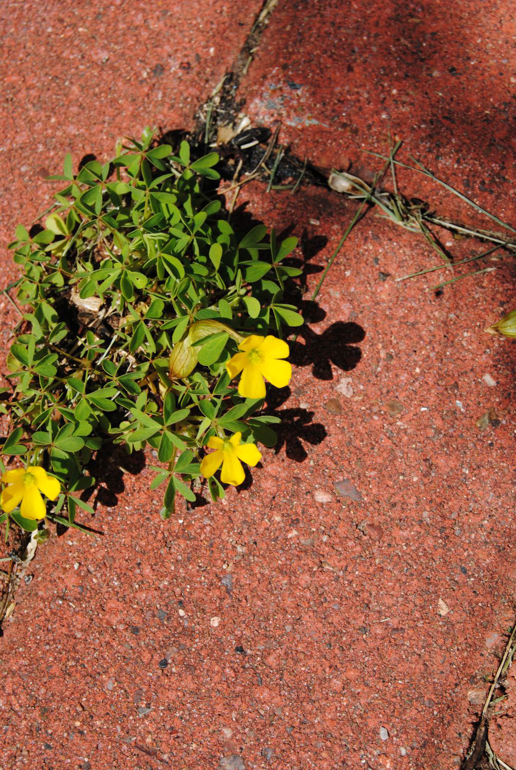 2012-05-10 Yellow Wood Sorrel