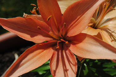 2012-05-16 Day Lilies
