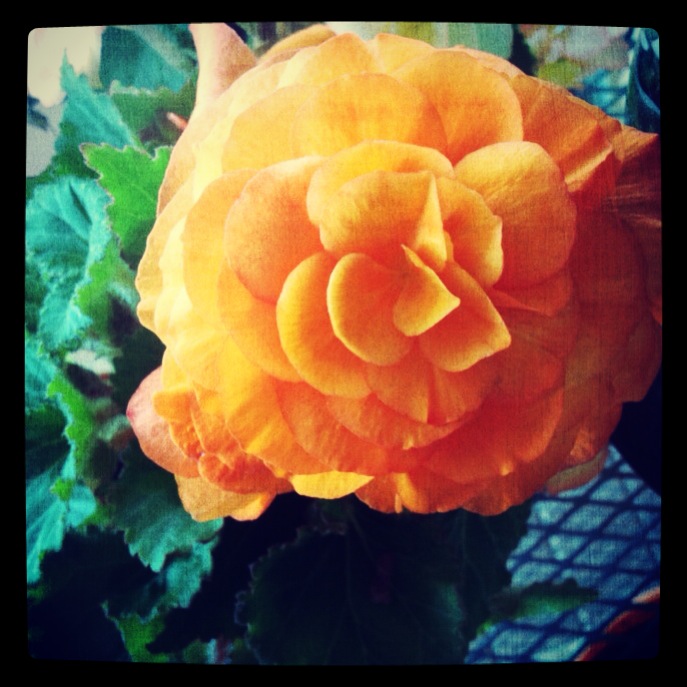 2013-06-20 Orange Begonia