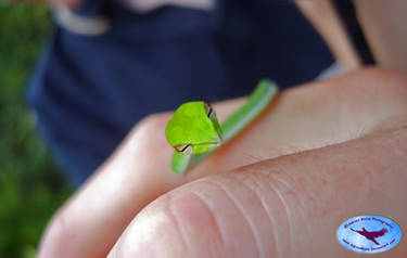 Tiny Vine Snake 2