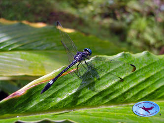 Dragonfly on Leaf - Agumbe - 2