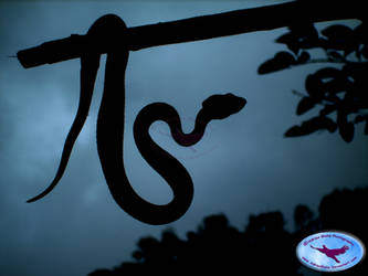 Pit Viper Silhouette - Edit 2