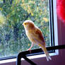 A bird on the window sill