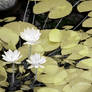 The Three White Lotus