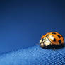 Coccinelle sur bleu