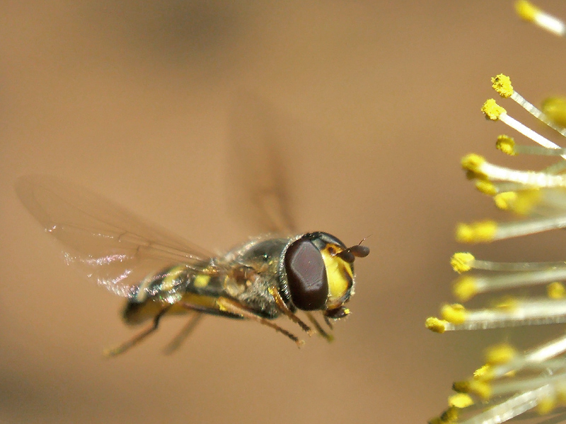 Hoverfly