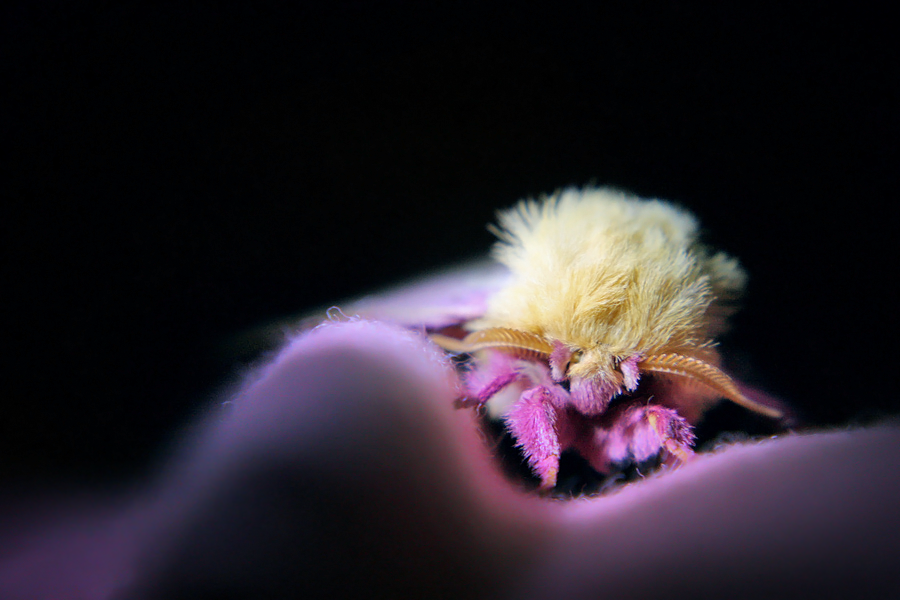 Rosy Maple Moth