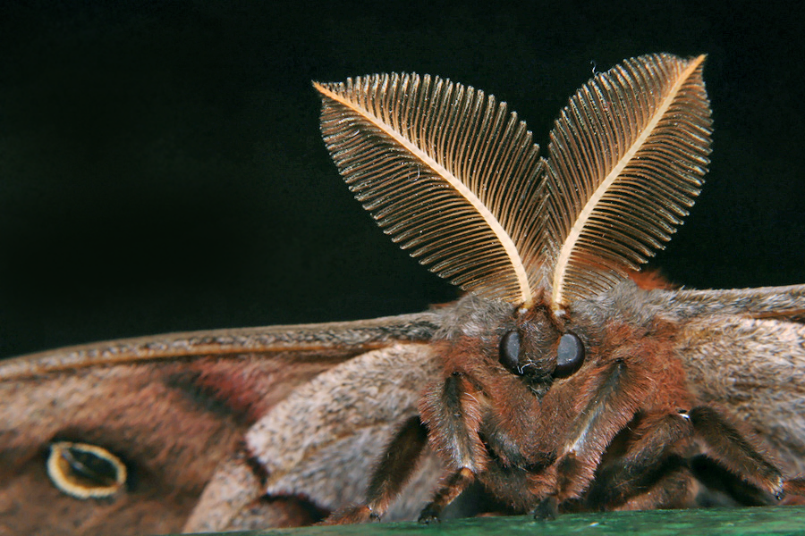 Polyphemus moth