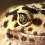Gecko Eye