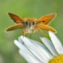 Skipper Butterfly