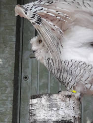 snowy owl :)