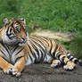 Relaxing Tiger