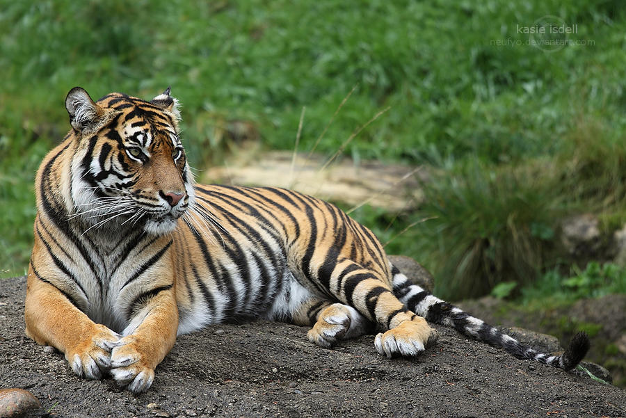 Relaxing Tiger