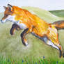 Jumping Fox Study