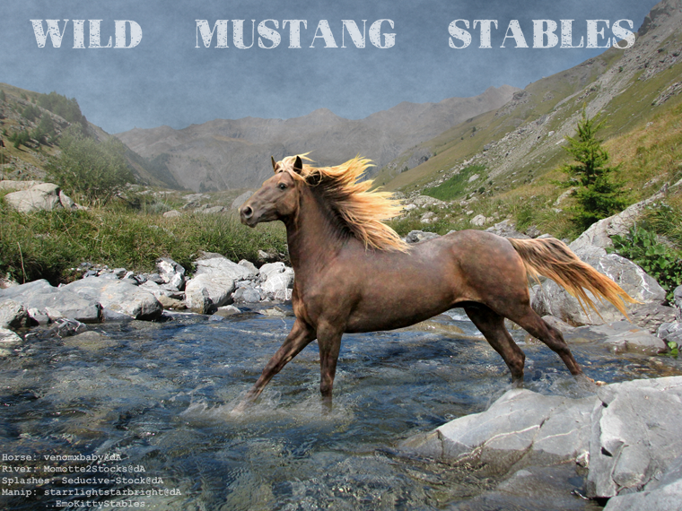 Wild Mustang Stables L and PP