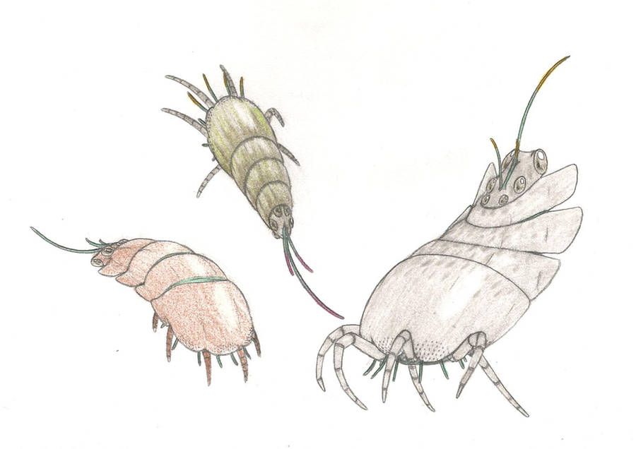 Radishrimp by Biofauna25