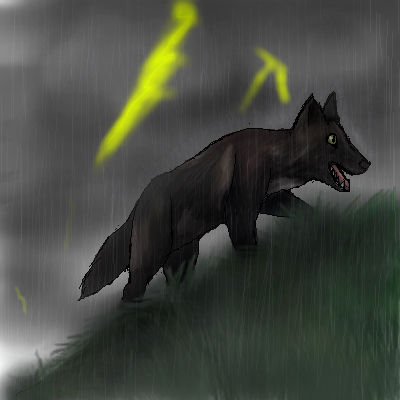 rain wolf