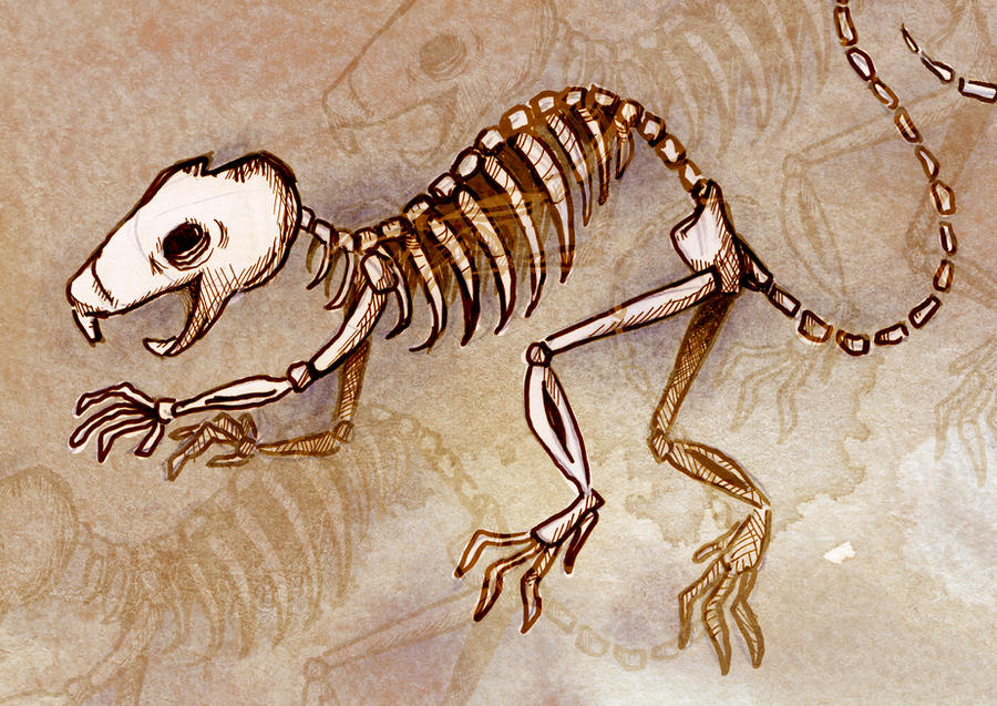 Mouse Skeleton By Hare Bo On DeviantArt