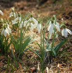 Snowdrops II by black-ladybird