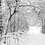 snowy tree covered path