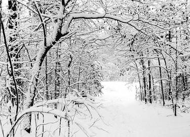 snowy tree covered path