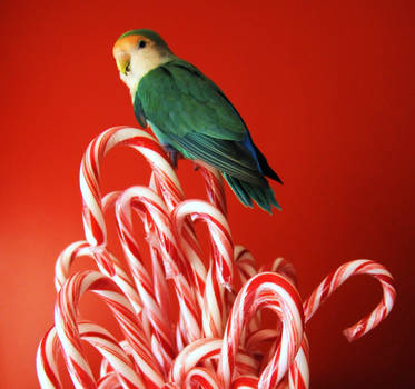 holiday bird