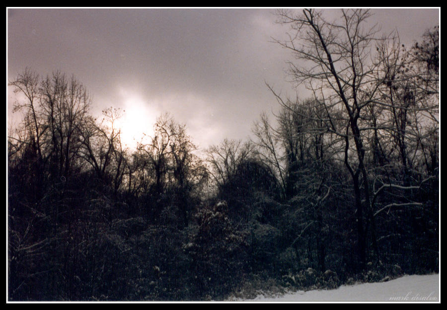 A Winter Sky Over the Trees