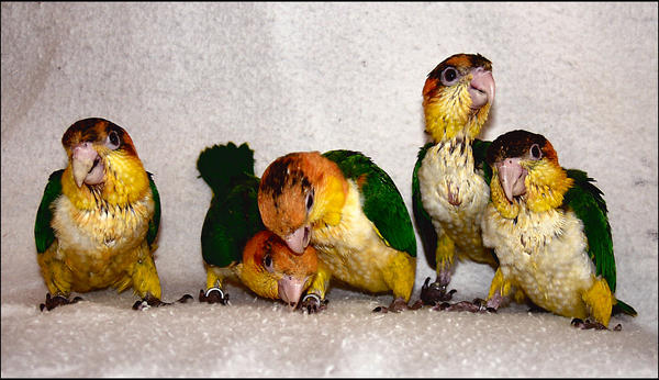Baby White Bellied Caiques By Vividsparrow On Deviantart Baby White Bellied Caiques By Vividsparrow On Deviantart