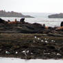 Sea Lions and Friends