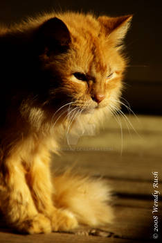 Ginger in Shadows