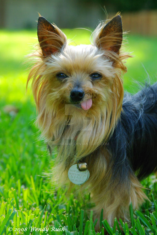 Maybelle in the Grass