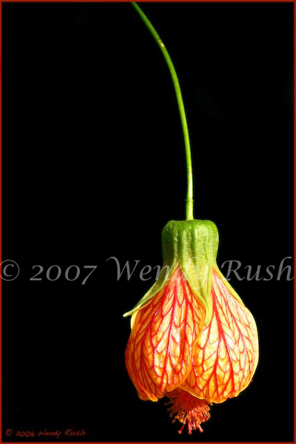 Chinese Lantern