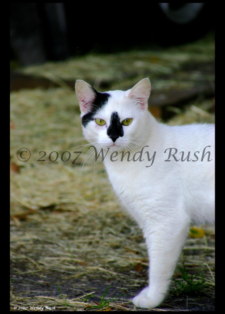 Bart, the Barn Cat