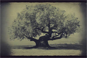 Millenial oak (1)