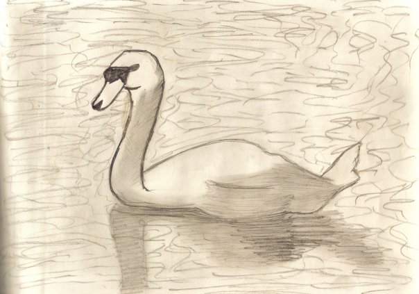 Swan Drawing