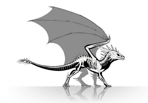 Dragon Anatomy - Skeleton