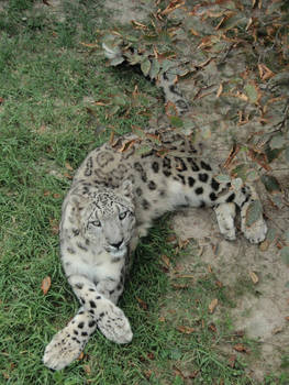 Snow Leopard pose 2