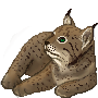 Lynx Icon