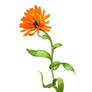 Calendula officinalis