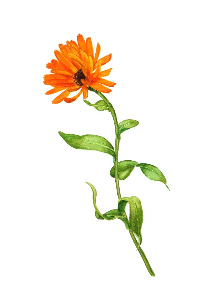 Calendula officinalis