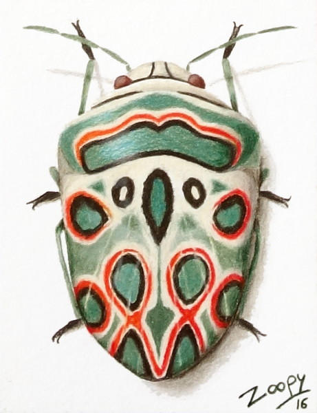 Picasso Bug Pattern Sphaerocoris Annulus (also named Picasso bug) by l-Zoopy-l on DeviantArt