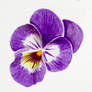 Pansy practice 06