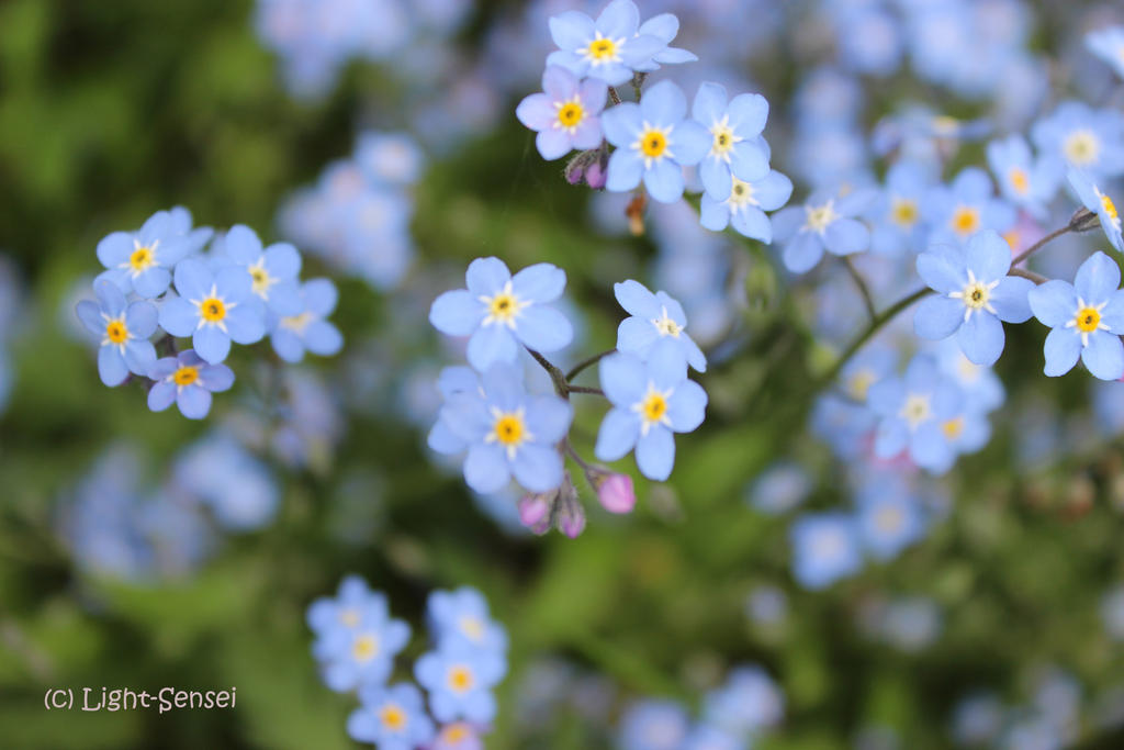 Forget Me not
