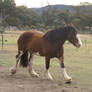 Shire Stock - Walking Looking Forward