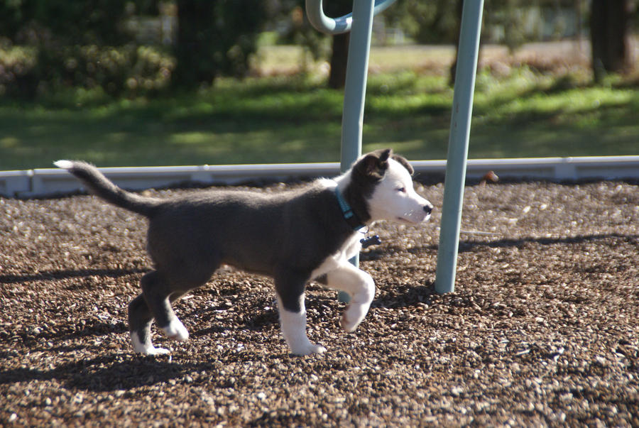 Border Collie Stock