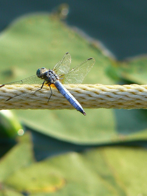 Tightrope Walker