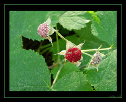 Creek Berries