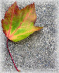 Colorful Leaf II '08 by Goldey
