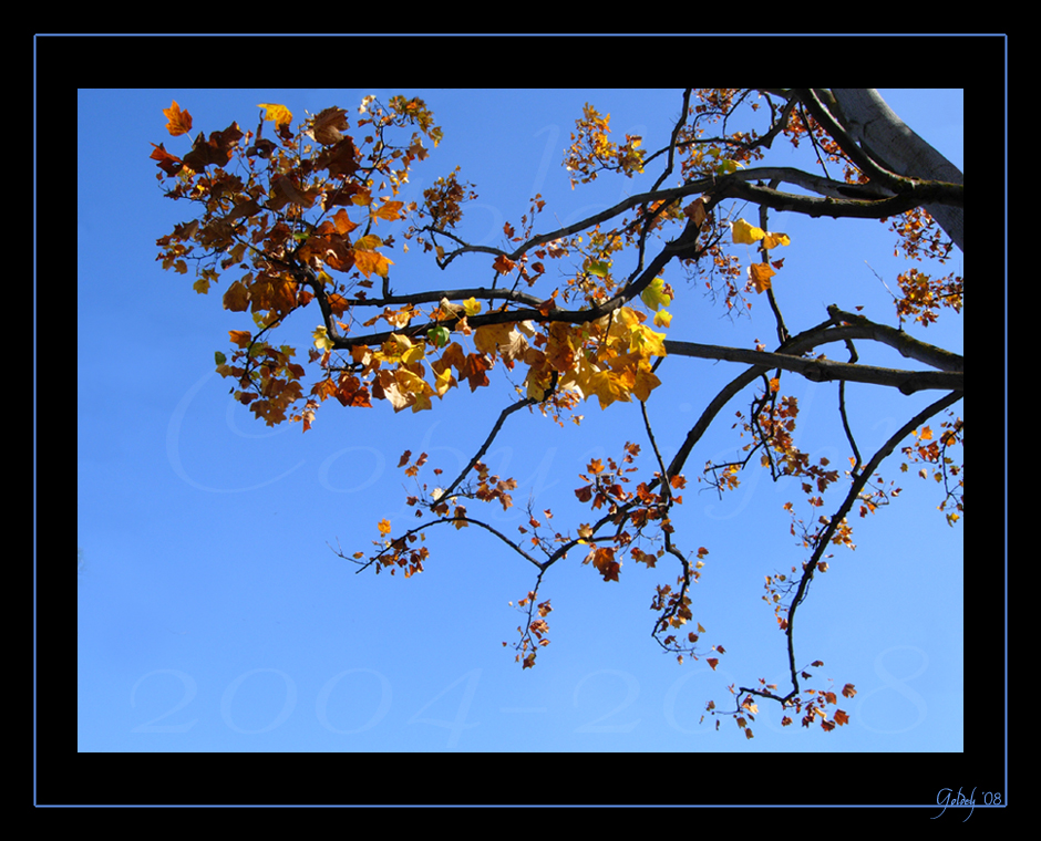 Colorful Tree