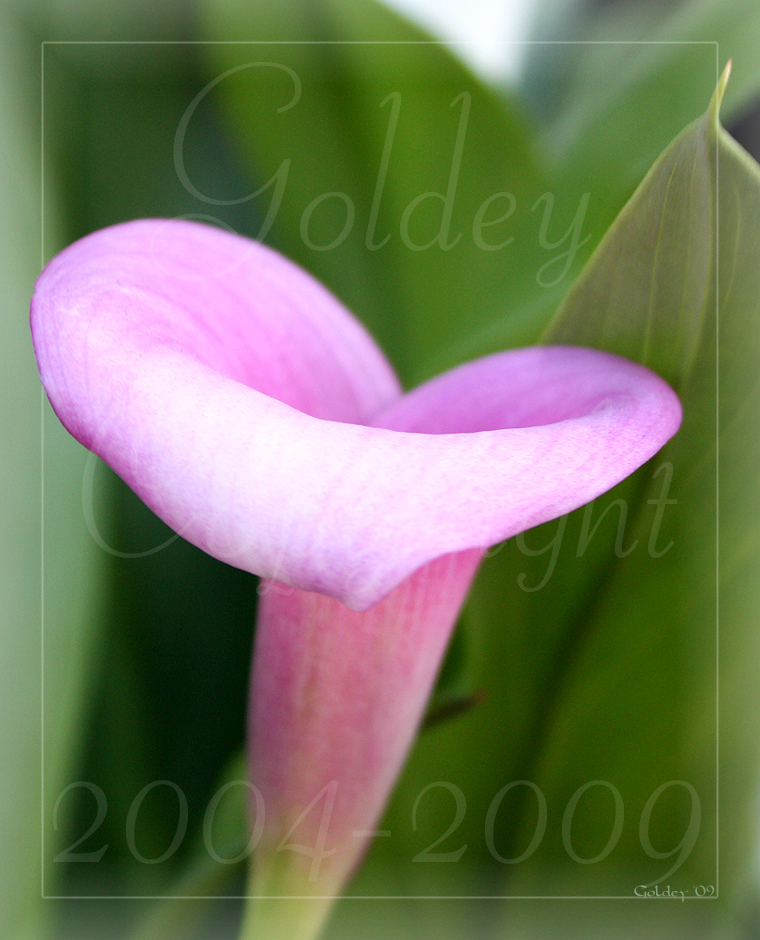 Pink Calla Lily